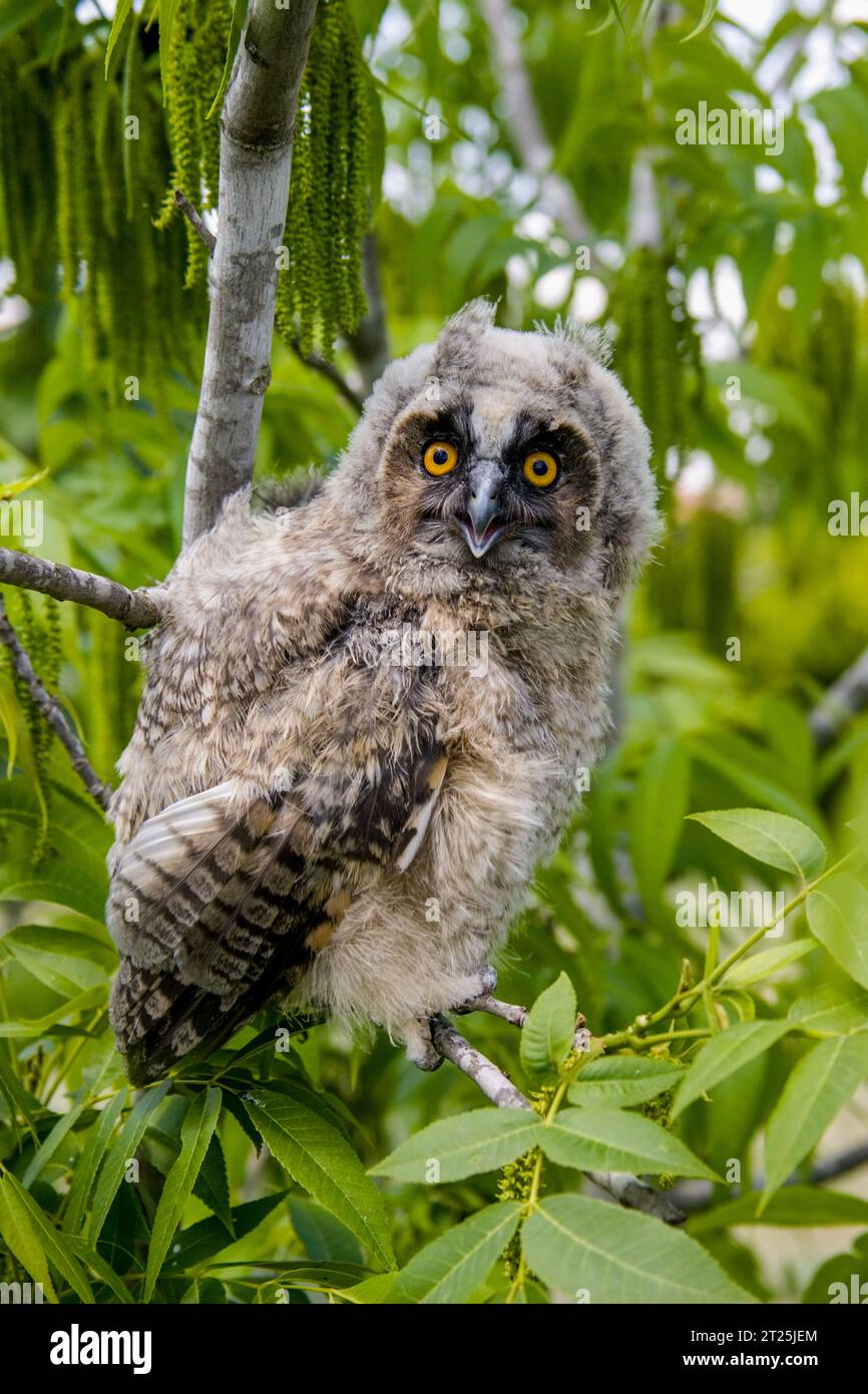 Il gufo dalle orecchie lunghe (Asio otus بومة أذناء ), noto anche come gufo dalle orecchie lunghe settentrionali o, più informalmente, come gufo corno minore o gufo gatto, è un m Foto Stock