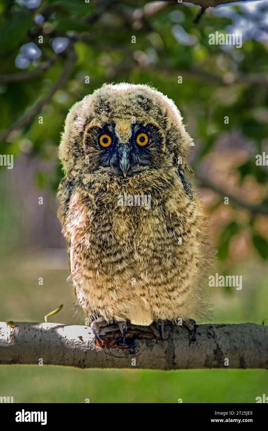 Il gufo dalle orecchie lunghe (Asio otus بومة أذناء ), noto anche come gufo dalle orecchie lunghe settentrionali o, più informalmente, come gufo corno minore o gufo gatto, è un m Foto Stock