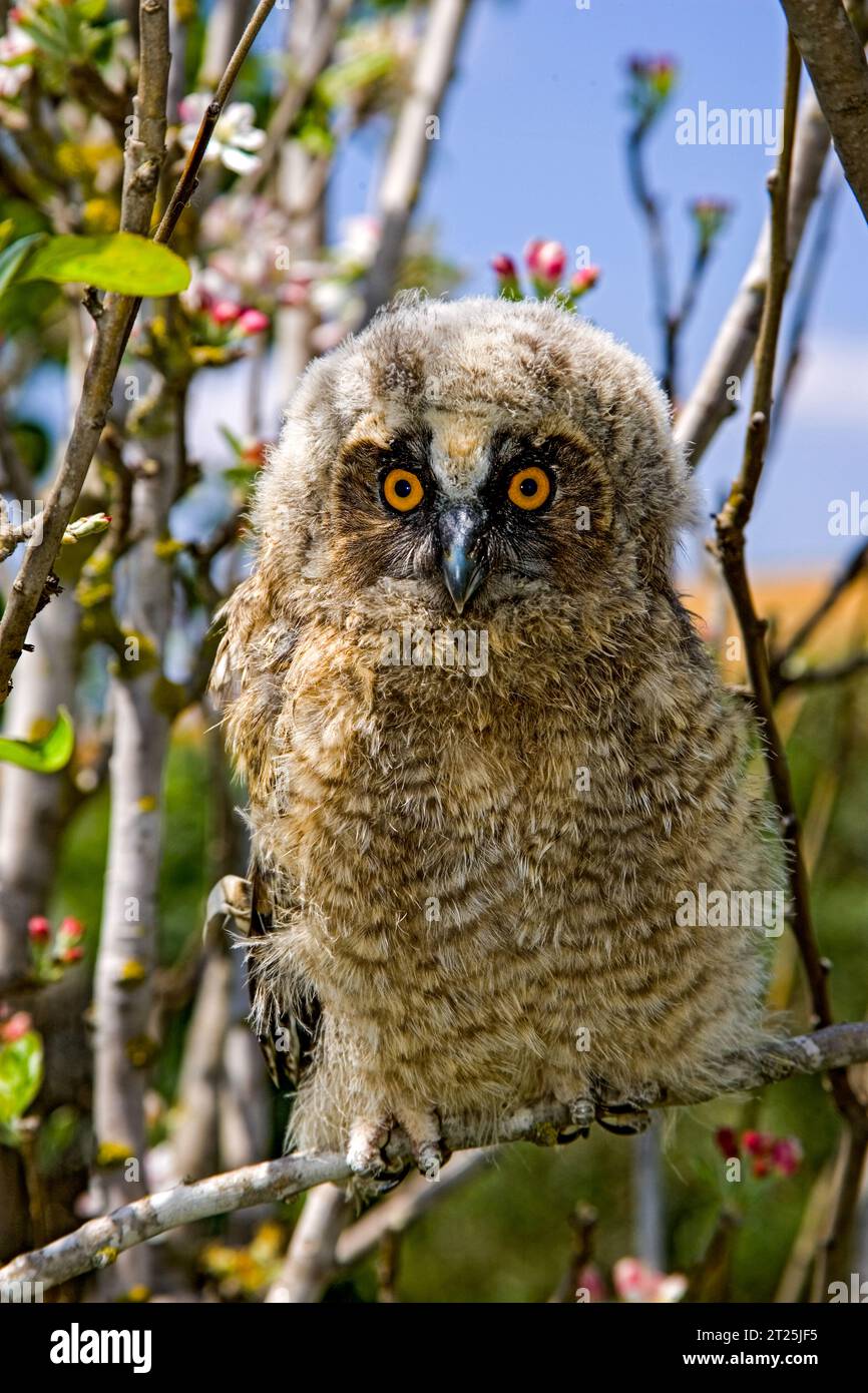 Il gufo dalle orecchie lunghe (Asio otus بومة أذناء ), noto anche come gufo dalle orecchie lunghe settentrionali o, più informalmente, come gufo corno minore o gufo gatto, è un m Foto Stock