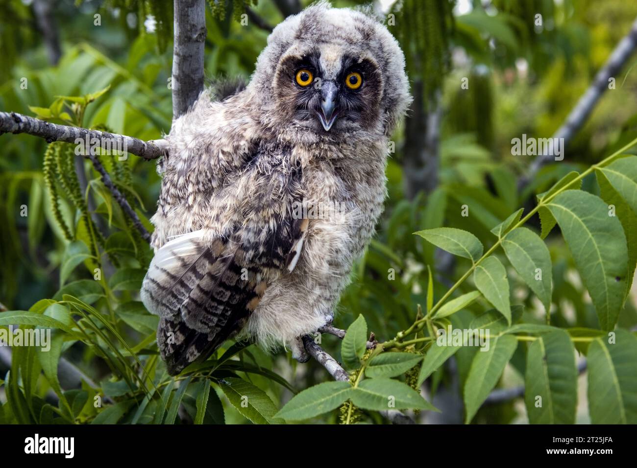 Il gufo dalle orecchie lunghe (Asio otus بومة أذناء ), noto anche come gufo dalle orecchie lunghe settentrionali o, più informalmente, come gufo corno minore o gufo gatto, è un m Foto Stock