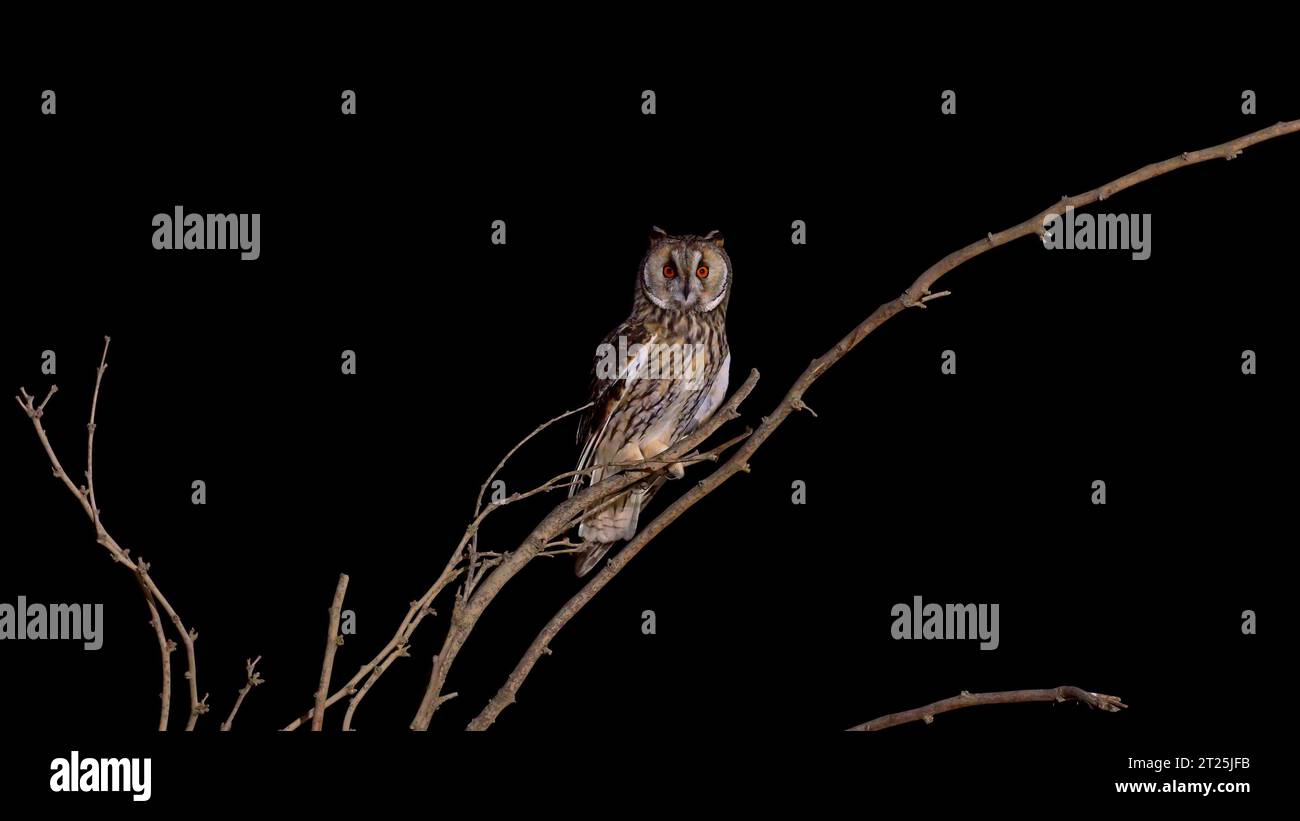 Il gufo dalle orecchie lunghe (Asio otus بومة أذناء ), noto anche come gufo dalle orecchie lunghe settentrionali o, più informalmente, come gufo corno minore o gufo gatto, è un m Foto Stock