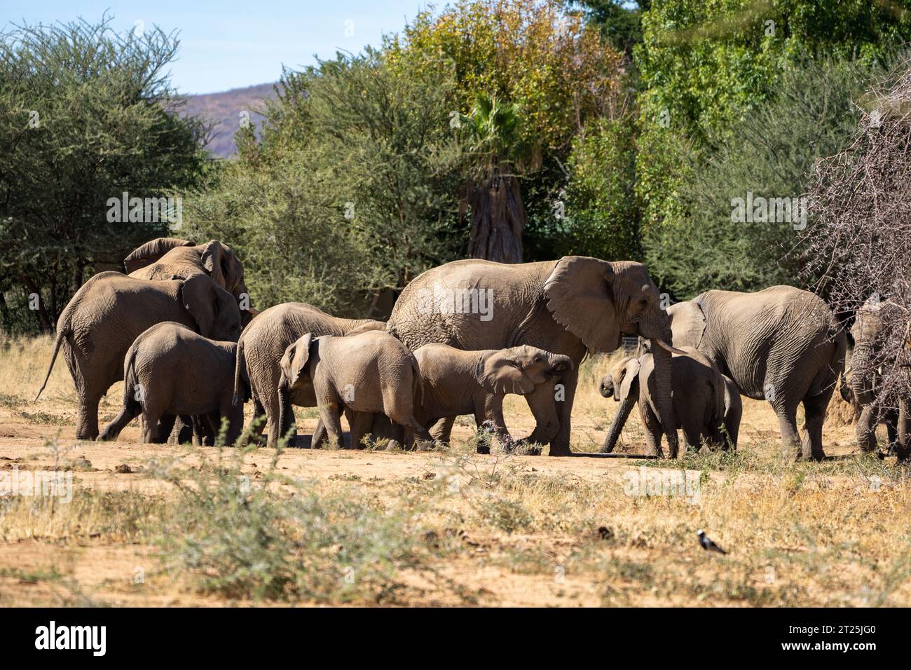 African Bush Elephant ha fotografato una sorgente in Namibia Foto Stock