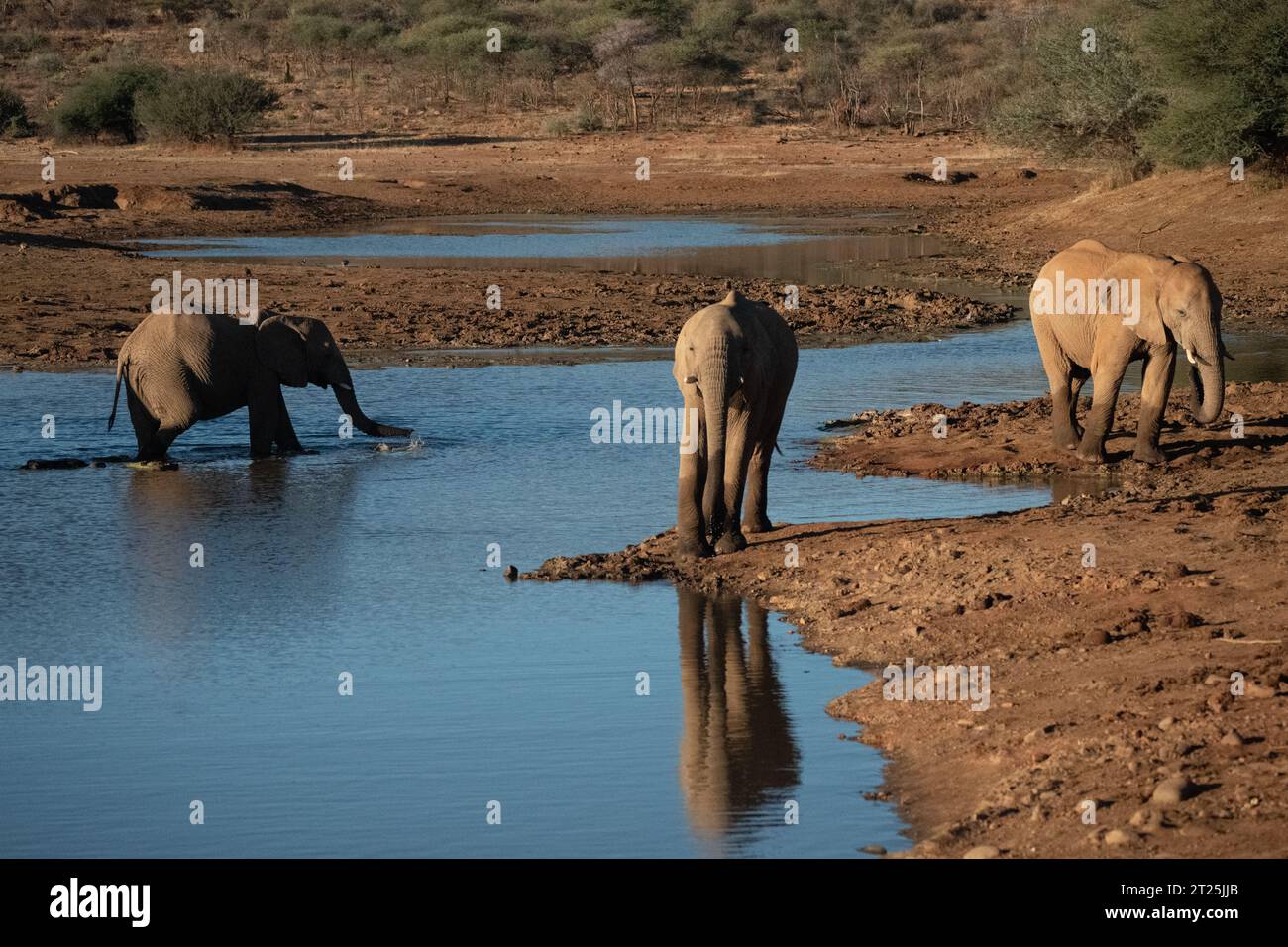 African Bush Elephant ha fotografato una sorgente in Namibia Foto Stock