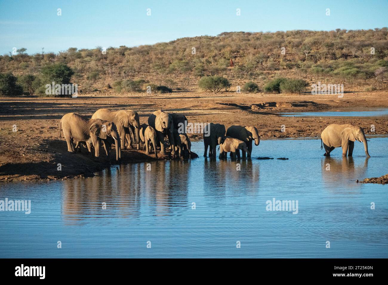 African Bush Elephant ha fotografato una sorgente in Namibia Foto Stock