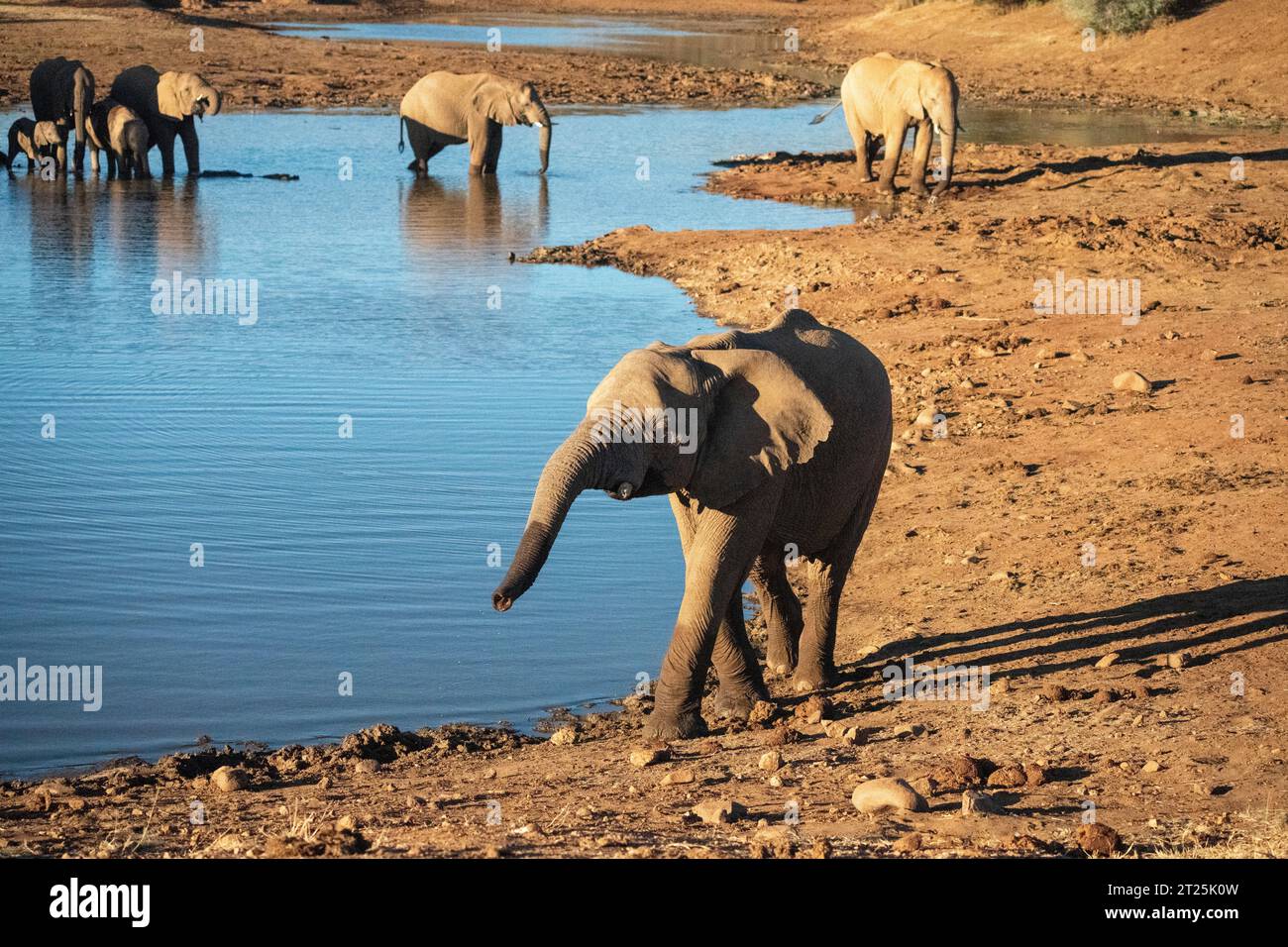 African Bush Elephant ha fotografato una sorgente in Namibia Foto Stock