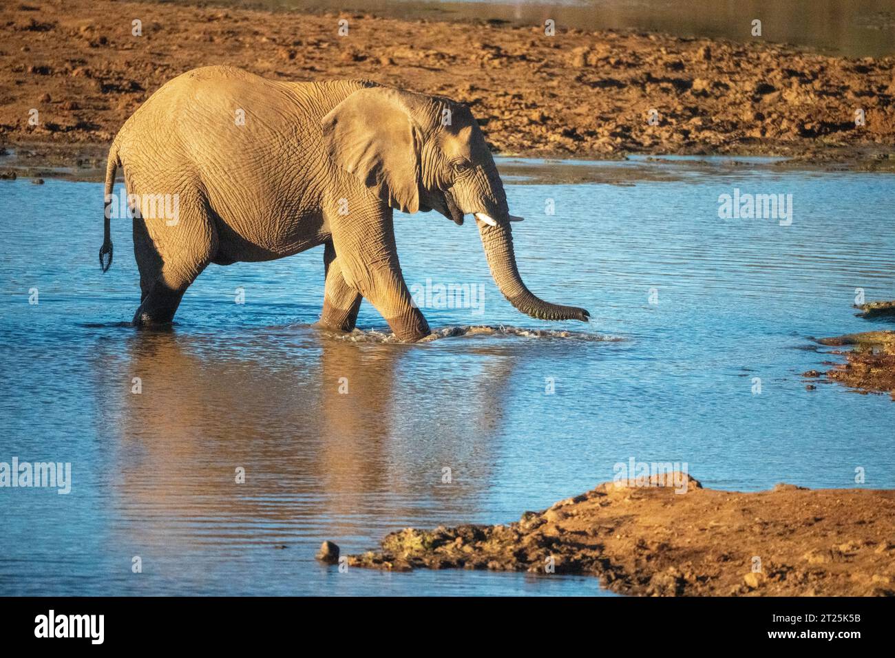 African Bush Elephant ha fotografato una sorgente in Namibia Foto Stock