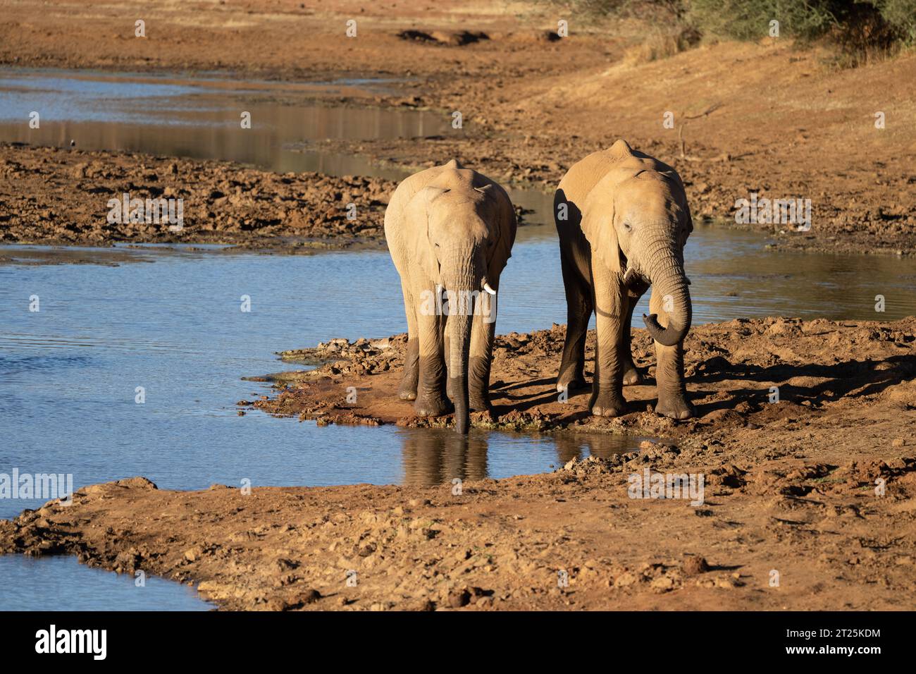 African Bush Elephant ha fotografato una sorgente in Namibia Foto Stock