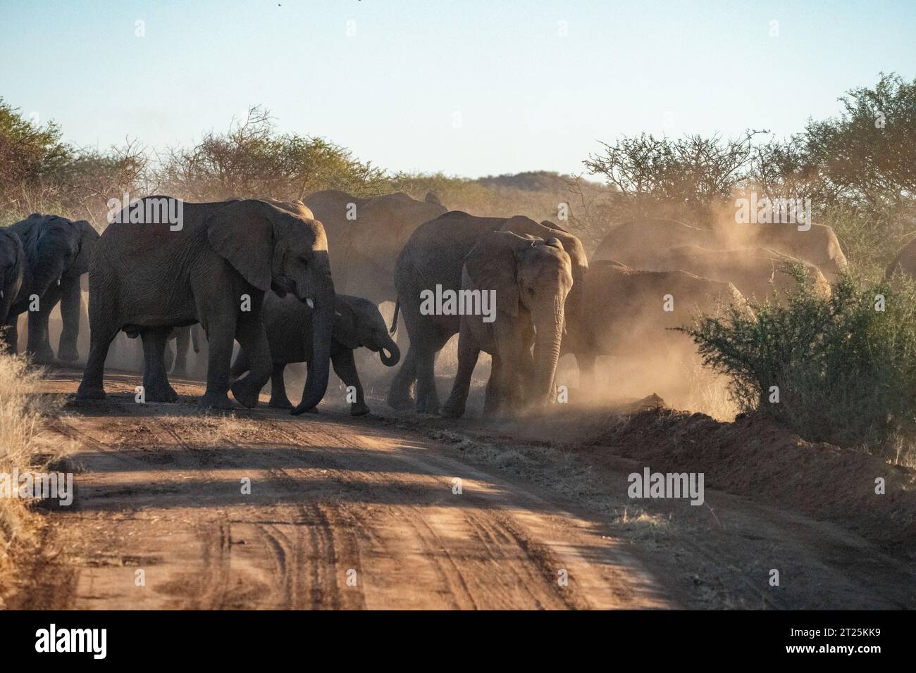 African Bush Elephant ha fotografato una sorgente in Namibia Foto Stock