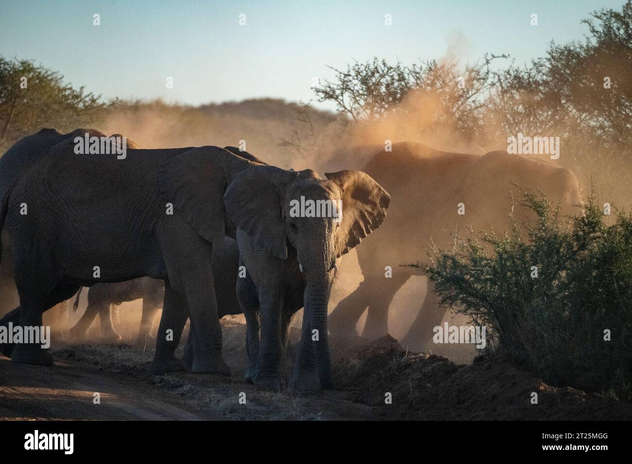 African Bush Elephant ha fotografato una sorgente in Namibia Foto Stock