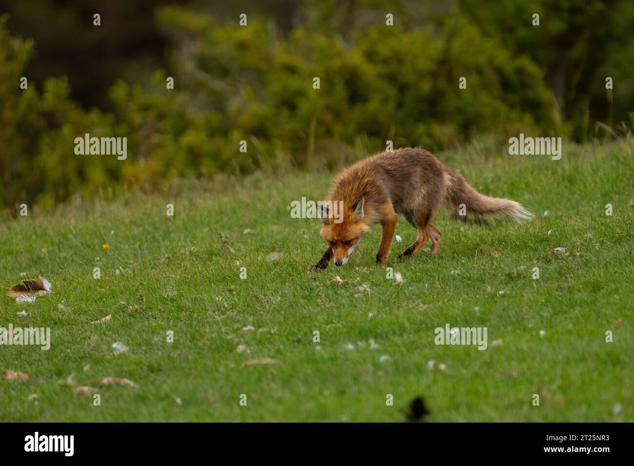 Red Fox (Vulpes vulpes) fotografata nei Pirenei, Spagna. Foto Stock