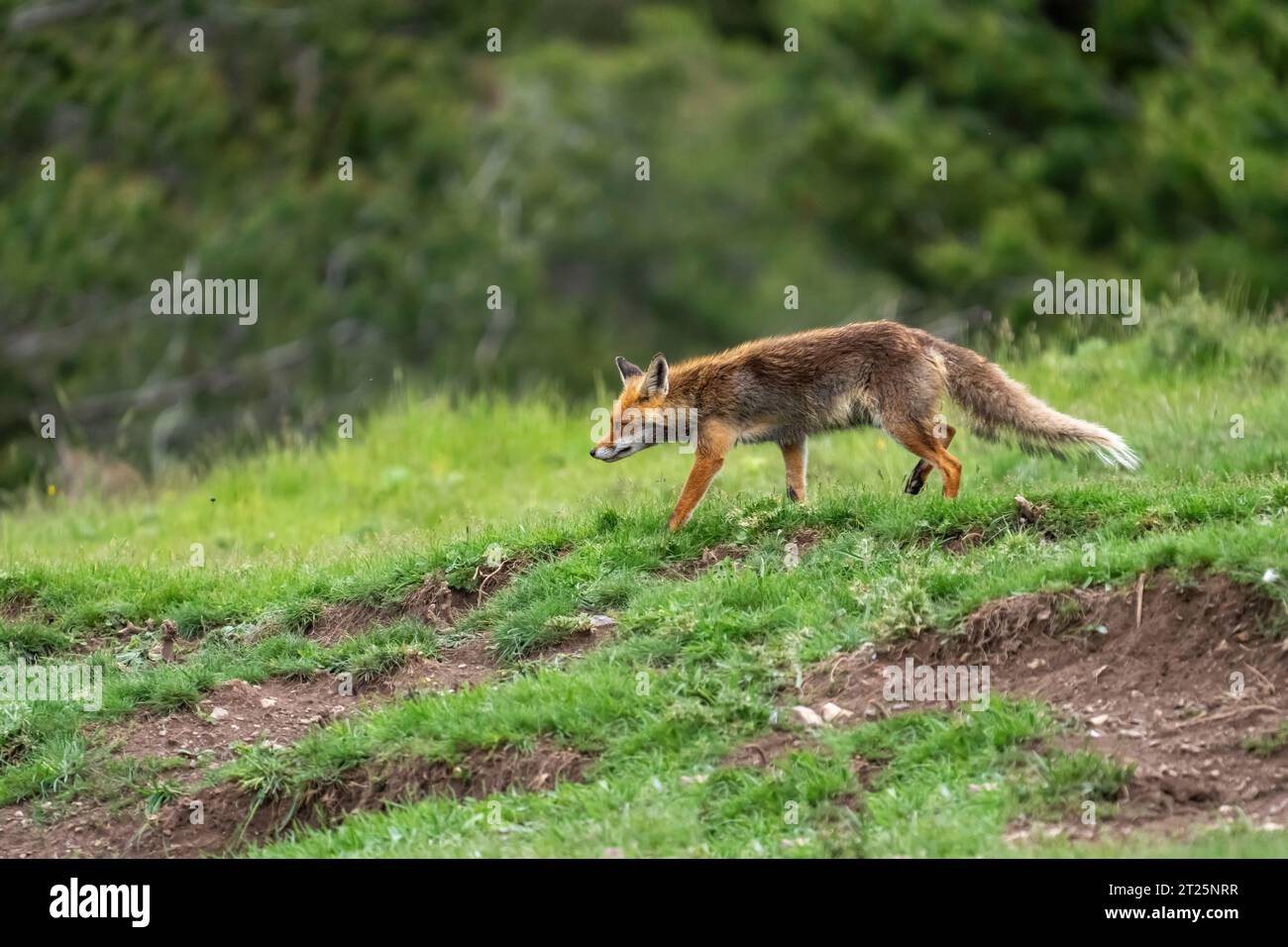 Red Fox (Vulpes vulpes) fotografata nei Pirenei, Spagna. Foto Stock