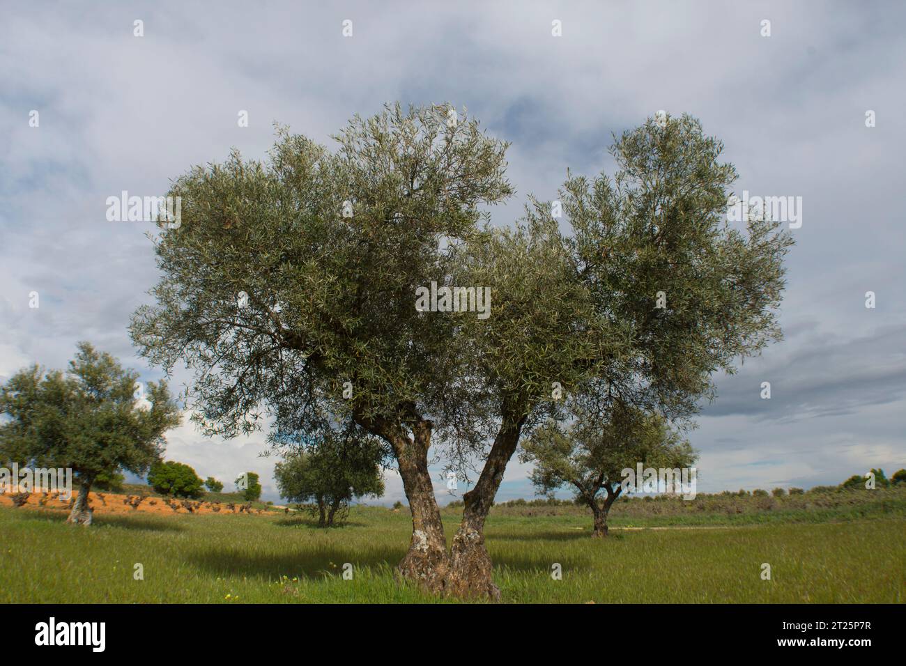 Olivar Mediterráneo en España, olivos fuente de aceite de oliva Foto Stock