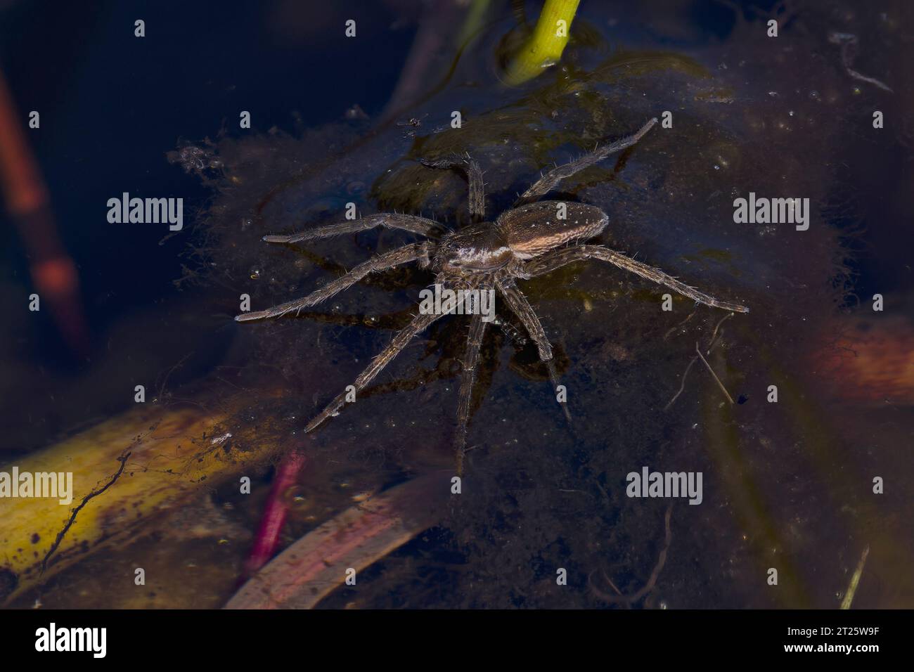 Pirata Wolf Spider (Pirata piraticus) Norfolk luglio 2023 Foto Stock