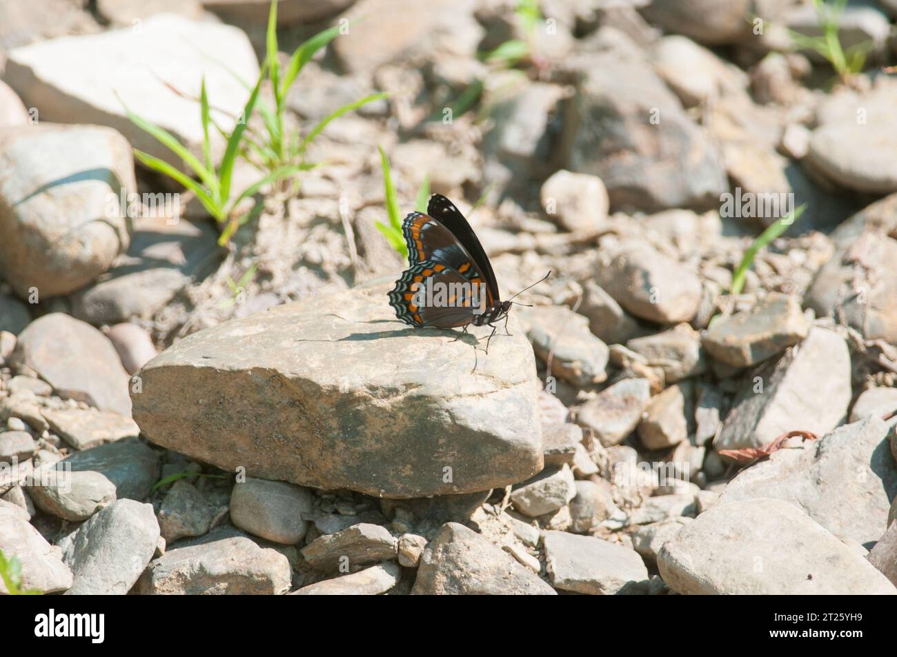 Farfalla viola a macchie rosse arroccata su una roccia a New York Foto Stock