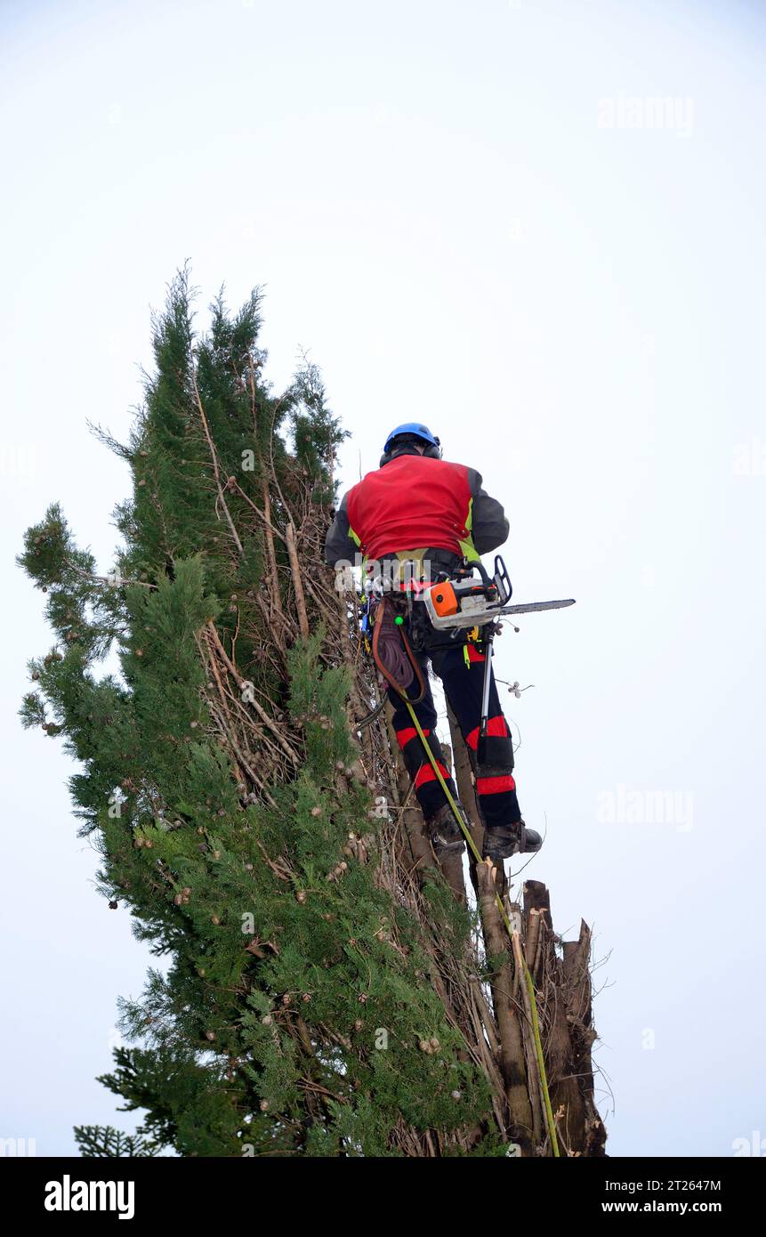 Potatura e abbattimento degli alberi Foto Stock