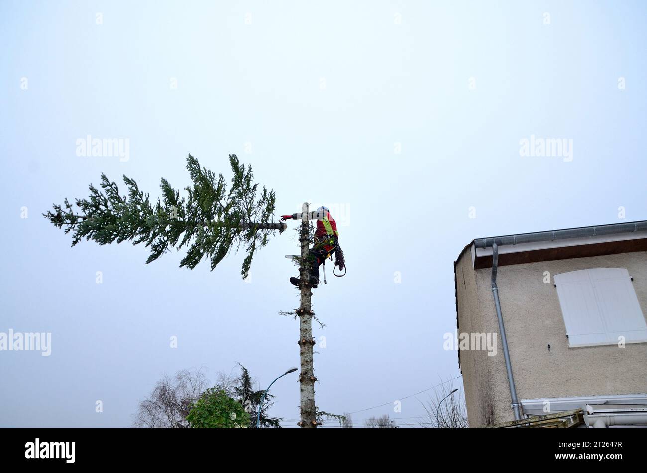 Potatura e abbattimento degli alberi Foto Stock