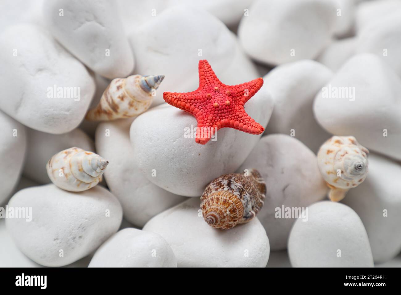 Stelle marine e conchiglie su rocce bianche Foto Stock