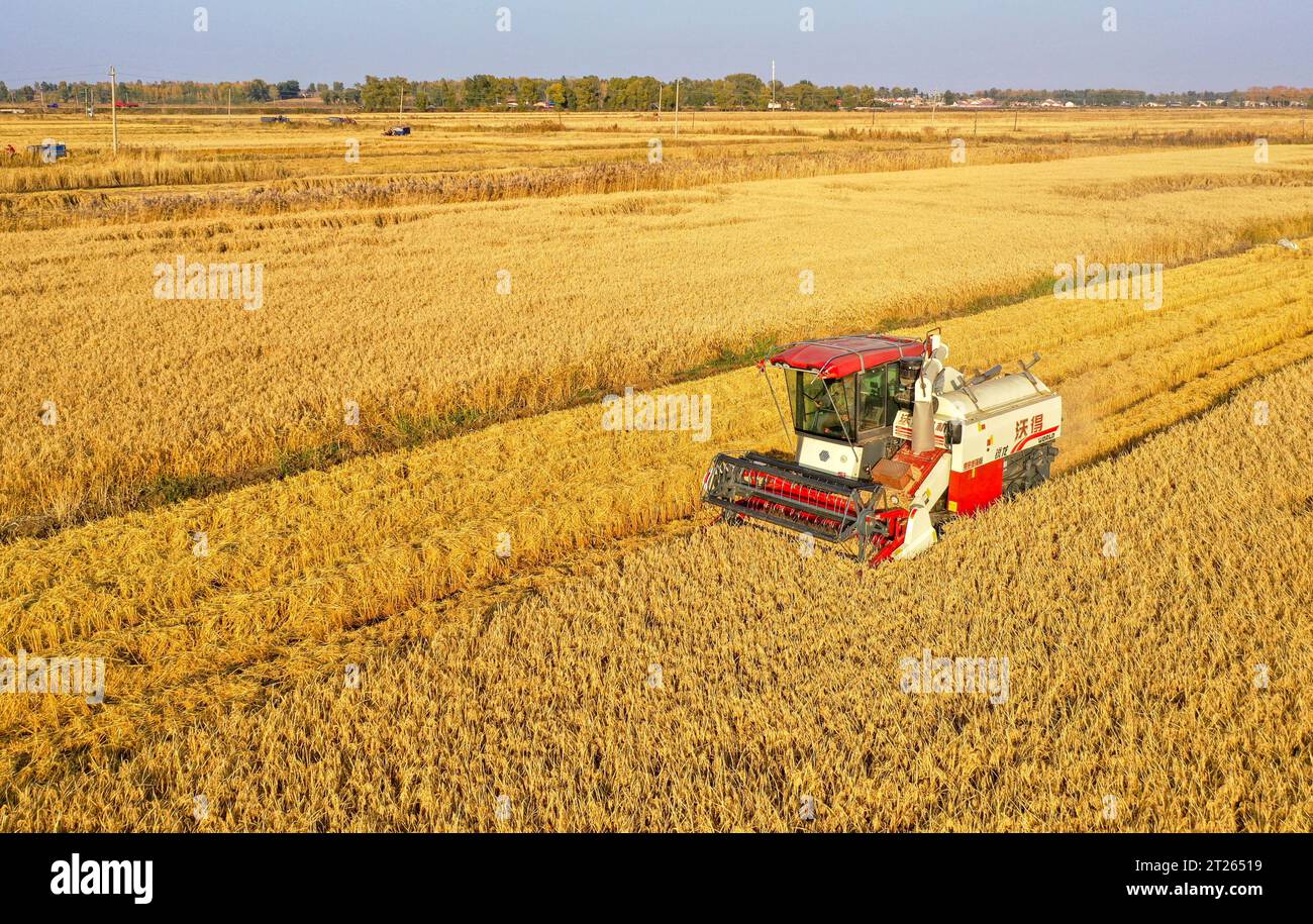(231017) -- TONGLIAO, 17 ottobre 2023 (Xinhua) -- questa foto aerea scattata il 14 ottobre 2023 mostra una mietitrice che lavora in una risaia in un villaggio di Jinbaotun Town, Horqin Left Wing Rear Banner di Tongliao City, regione autonoma della Mongolia interna della Cina settentrionale. Un totale di 20,3 milioni di mu (circa 1,35 milioni di ettari) di cereali nella città di Tongliao è in stagione di raccolta. Quest'anno, l'area di piantagione di mais a Tongliao ha superato i 18 milioni di mu (circa 1,2 milioni di ettari). (Xinhua/Lian Zhen) Foto Stock