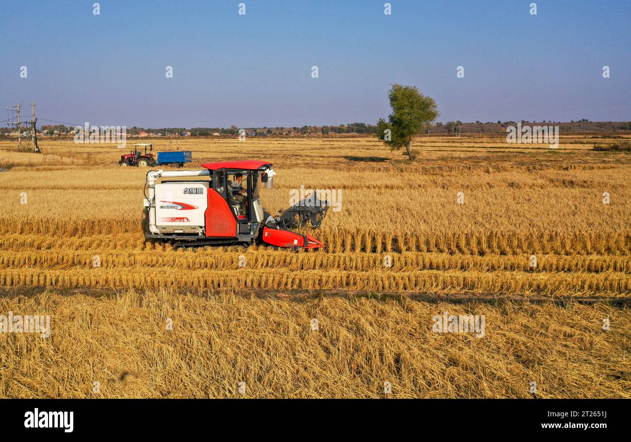 (231017) -- TONGLIAO, 17 ottobre 2023 (Xinhua) -- questa foto aerea scattata il 14 ottobre 2023 mostra una mietitrice che lavora in una risaia in un villaggio di Jinbaotun Town, Horqin Left Wing Rear Banner di Tongliao City, regione autonoma della Mongolia interna della Cina settentrionale. Un totale di 20,3 milioni di mu (circa 1,35 milioni di ettari) di cereali nella città di Tongliao è in stagione di raccolta. Quest'anno, l'area di piantagione di mais a Tongliao ha superato i 18 milioni di mu (circa 1,2 milioni di ettari). (Xinhua/Lian Zhen) Foto Stock