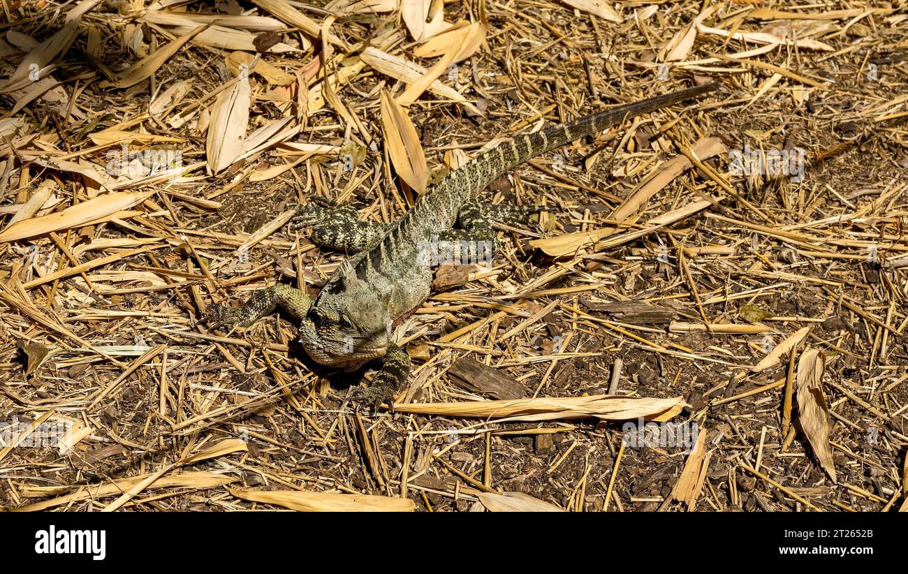 Water Dragon in the City Botanic Gardens, Brisbane, Queensland, Australia Foto Stock