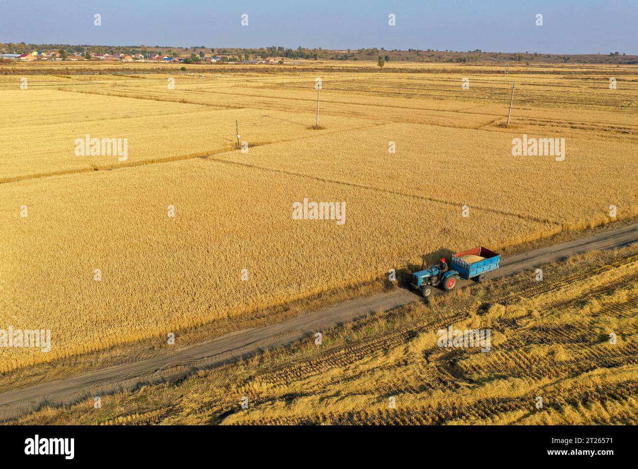 (231017) -- TONGLIAO, 17 ottobre 2023 (Xinhua) -- questa foto aerea scattata il 14 ottobre 2023 mostra un agricoltore che trasporta risaie raccolte in un villaggio della città di Jinbaotun, Horqin Left Wing Rear Banner della città di Tongliao, nella regione autonoma della Mongolia interna della Cina settentrionale. Un totale di 20,3 milioni di mu (circa 1,35 milioni di ettari) di cereali nella città di Tongliao è in stagione di raccolta. Quest'anno, l'area di piantagione di mais a Tongliao ha superato i 18 milioni di mu (circa 1,2 milioni di ettari). (Xinhua/Lian Zhen) Foto Stock