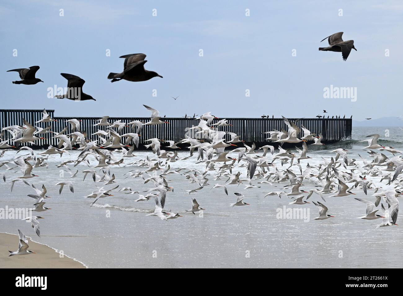 Una recinzione sul confine tra Stati Uniti e Messico, dove incontra l'Oceano Pacifico al confine con la spiaggia di Field State Park Foto Stock