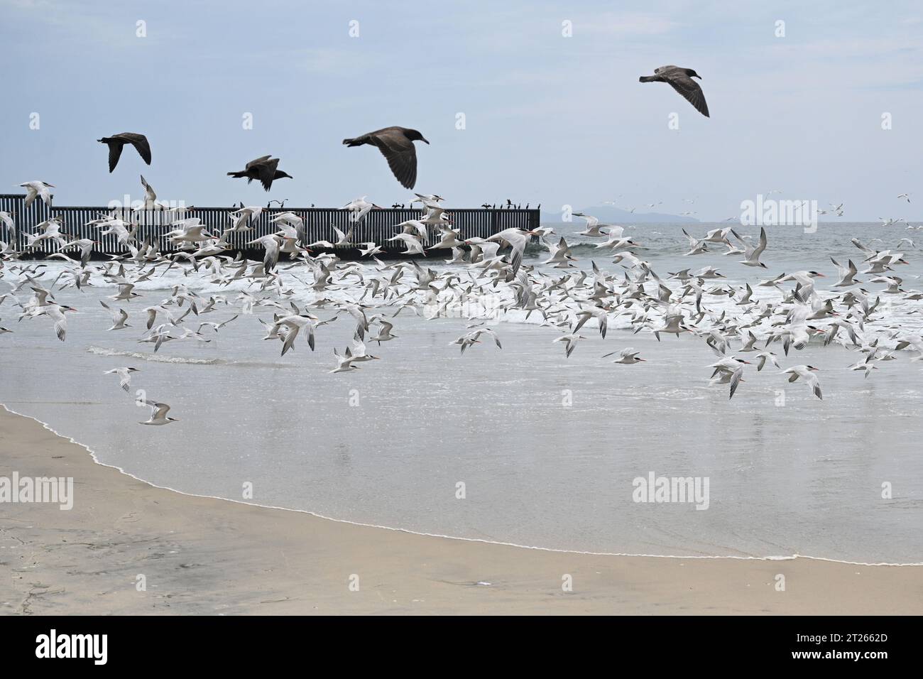 Una recinzione sul confine tra Stati Uniti e Messico, dove incontra l'Oceano Pacifico al confine con la spiaggia di Field State Park Foto Stock