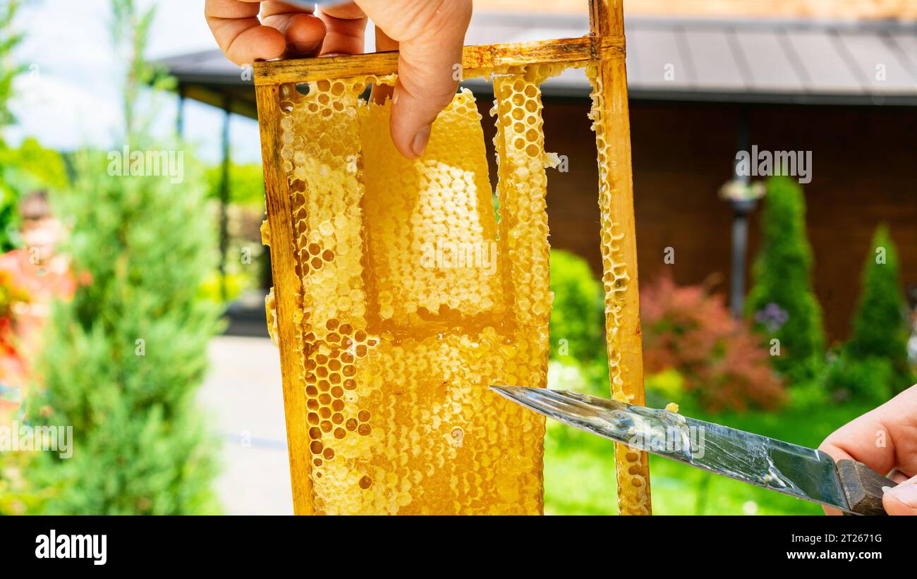 Inquadratura con favi a nido d'ape in primo piano. Produzione di miele naturale e di prodotti delle api negli apiari ecologici di tiglio, colza, acacia, facelia, girasole Foto Stock