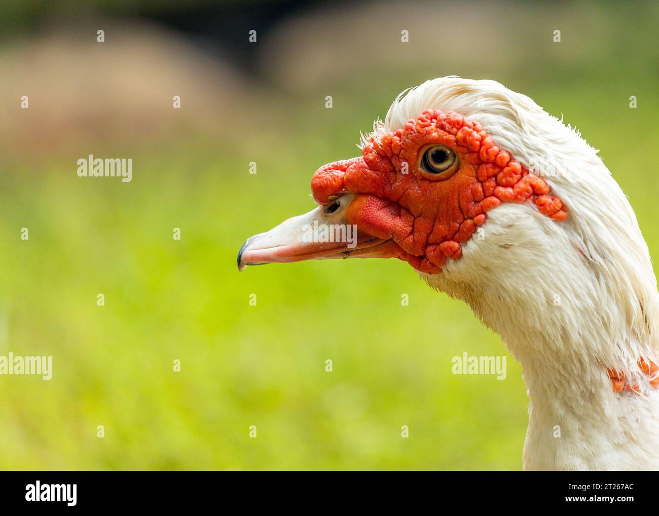 Elegante ed esotica, l'anatra moscovita (Cairina moschata) è originaria dell'America centrale e meridionale. Foto Stock