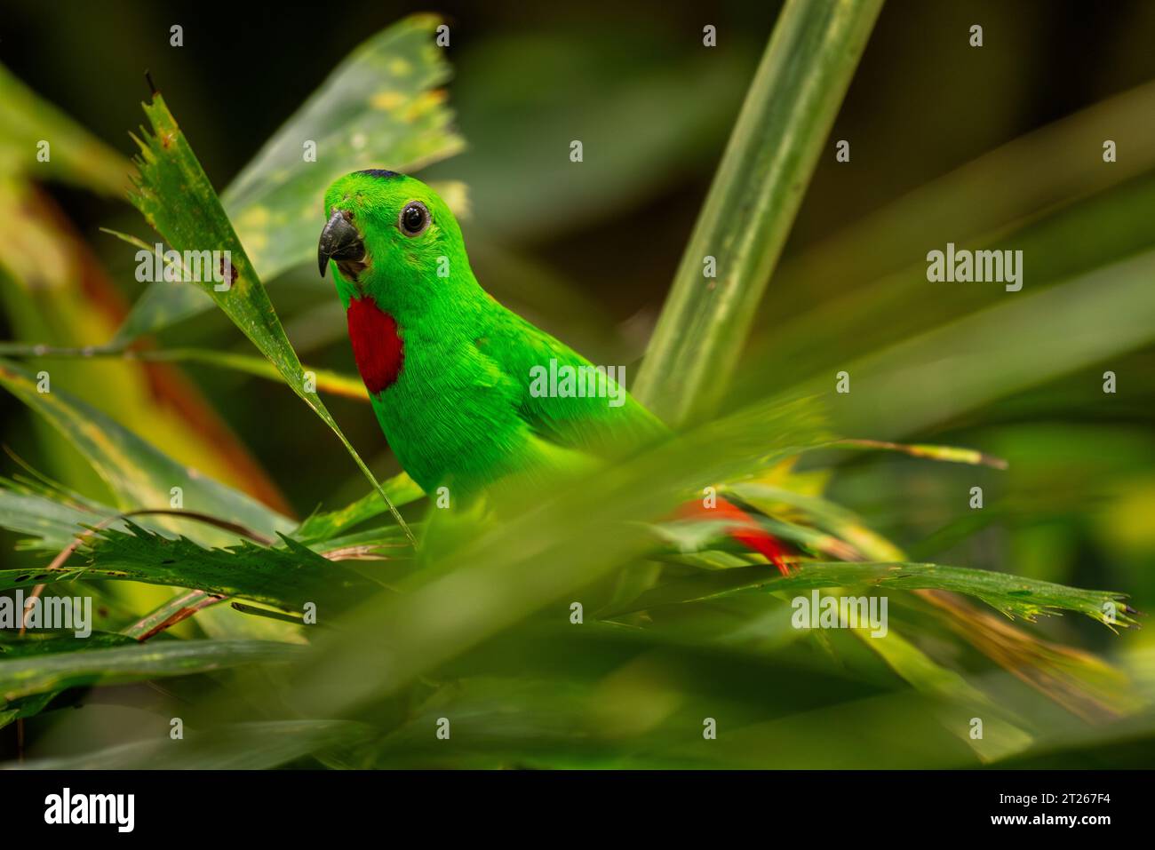 Pappagallo sospeso con corona blu - Loriculus galgulus, bel pappagallo verde e rosso da foreste e boschi dell'Asia orientale, Malesia. Foto Stock