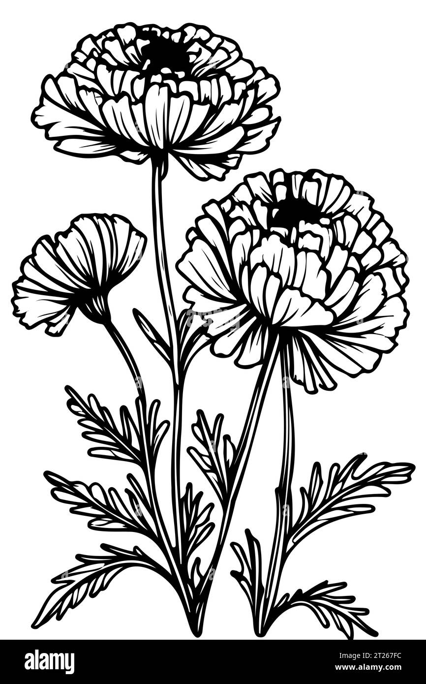 Set di fiori di calendula disegnati a mano in bianco e nero Illustrazione Vettoriale