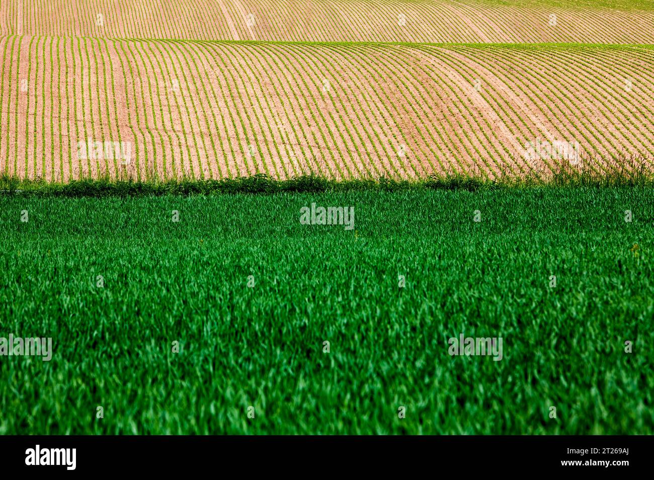 Il paesaggio agricolo Foto Stock
