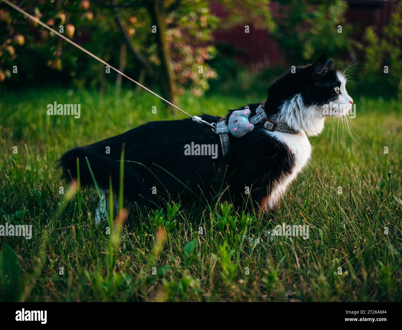 Un gatto domestico bianco e nero si trova all'aperto, indossando un'imbracatura e un guinzaglio, sotto la supervisione del suo proprietario, esplora l'area erbosa. Foto Stock