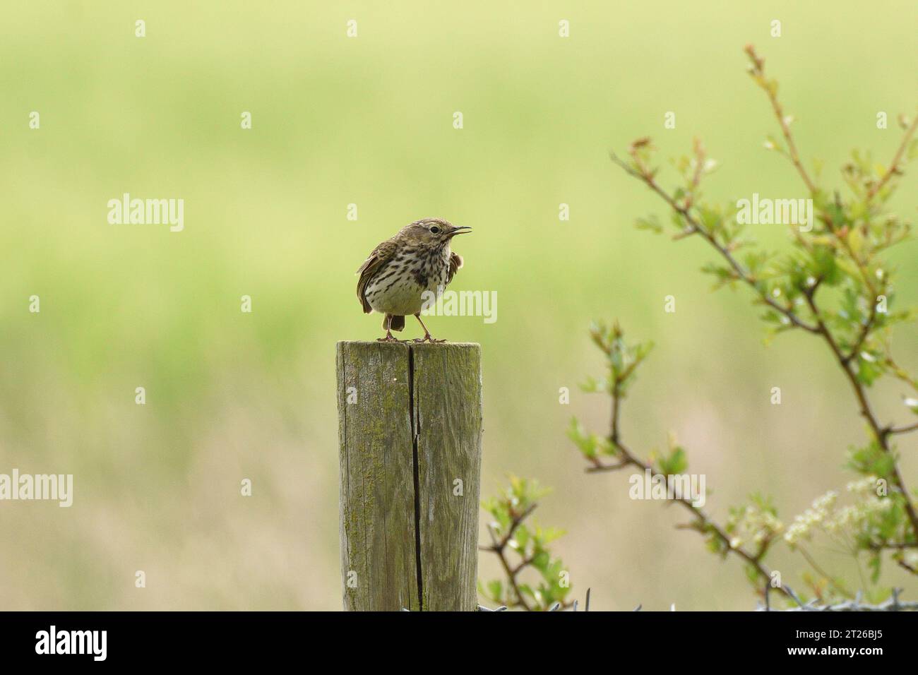 Meadow Pipit su una recinzione agricola durante l'estate. Buckinghamshire, Inghilterra, Regno Unito. Foto Stock