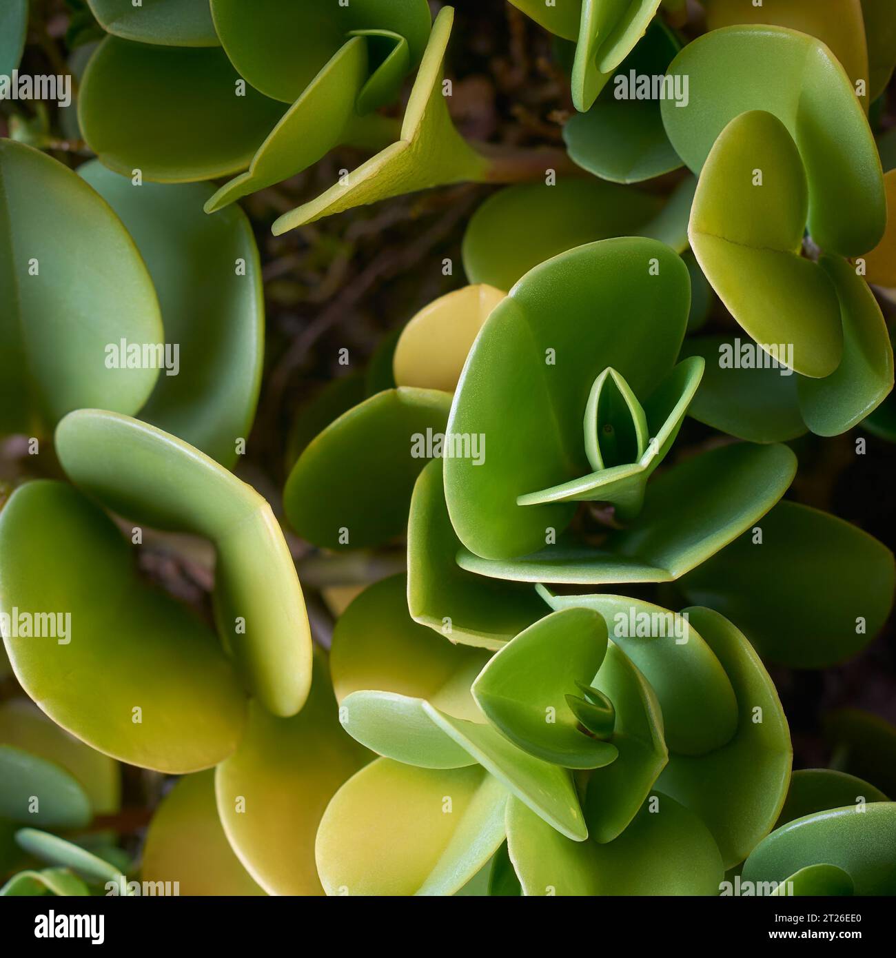 primo piano della pianta di peperomia a foglia di cucchiaio, peperomia magnolifolia, pianta da casa con foglie verdi lucide e attraenti a forma di cucchiaio Foto Stock