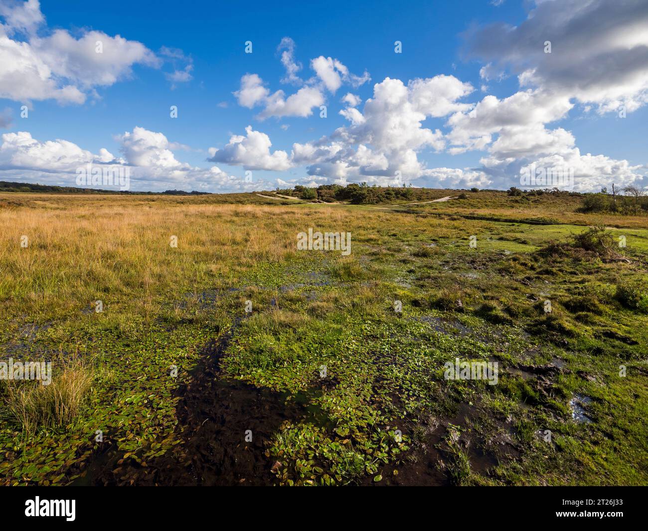 Wetland, with Vaste Open Landscape, Brockenhurst, New Forest, Hampshire, Inghilterra, REGNO UNITO, REGNO UNITO. Foto Stock