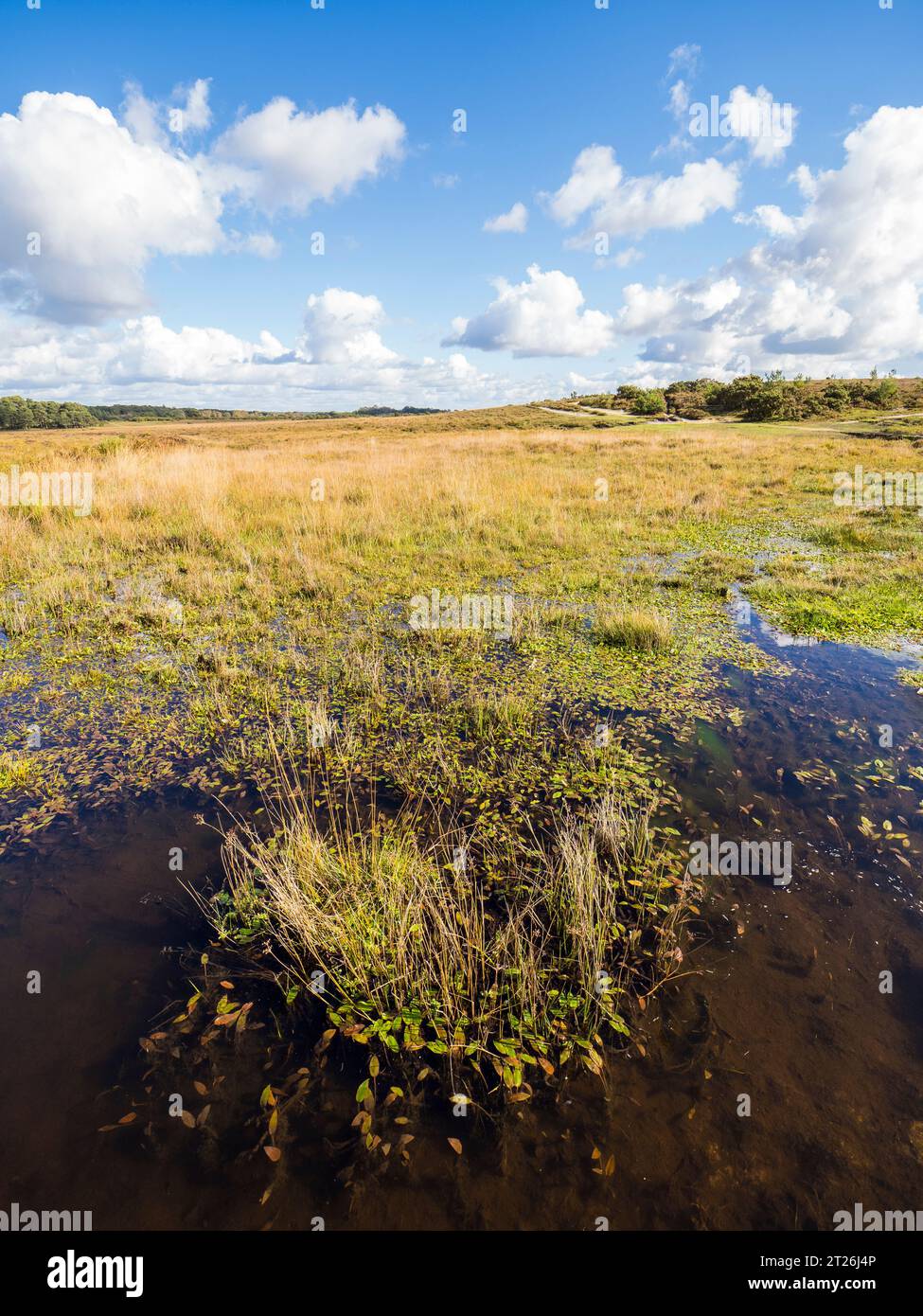 Wetland, with Vaste Open Landscape, Brockenhurst, New Forest, Hampshire, Inghilterra, REGNO UNITO, REGNO UNITO. Foto Stock