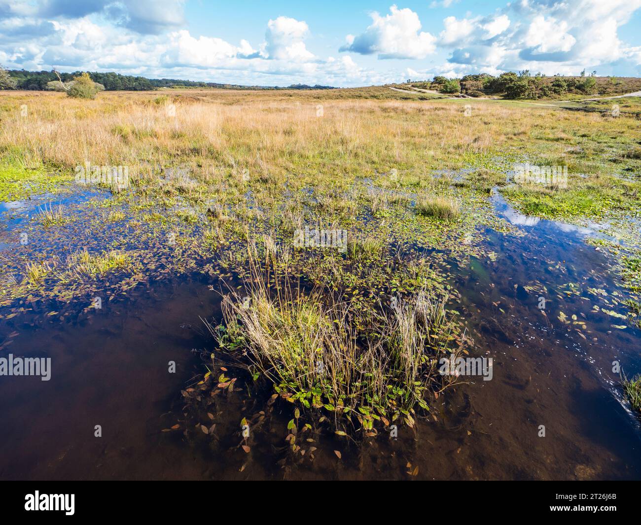 Wetland, with Vaste Open Landscape, Brockenhurst, New Forest, Hampshire, Inghilterra, REGNO UNITO, REGNO UNITO. Foto Stock