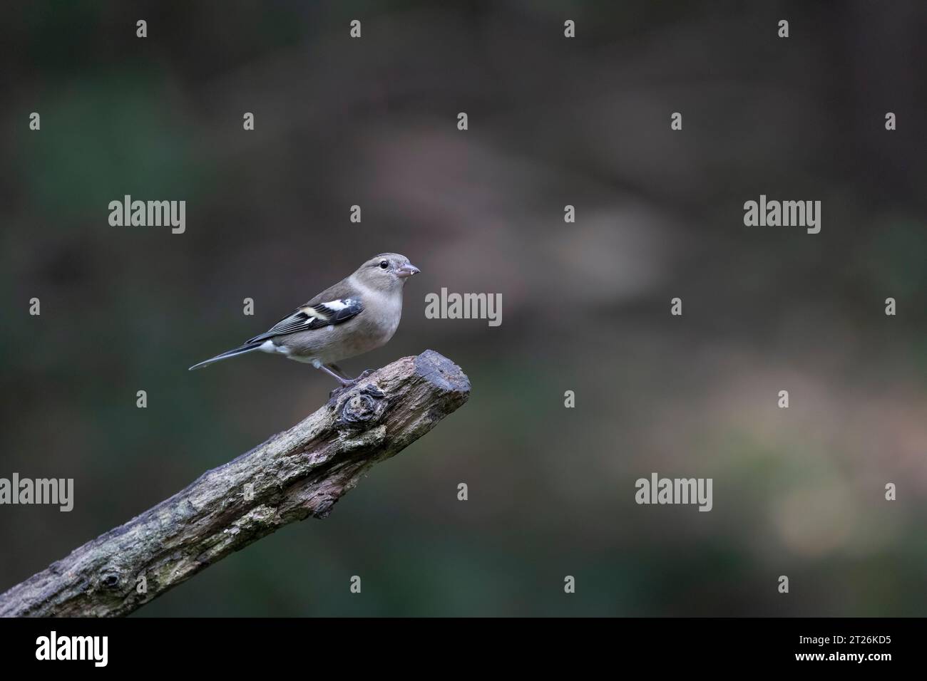 Una femmina Chaffinch Fringilla coelebs di profilo appollaiata su un ramo legnoso su uno sfondo boschivo diffuso Foto Stock