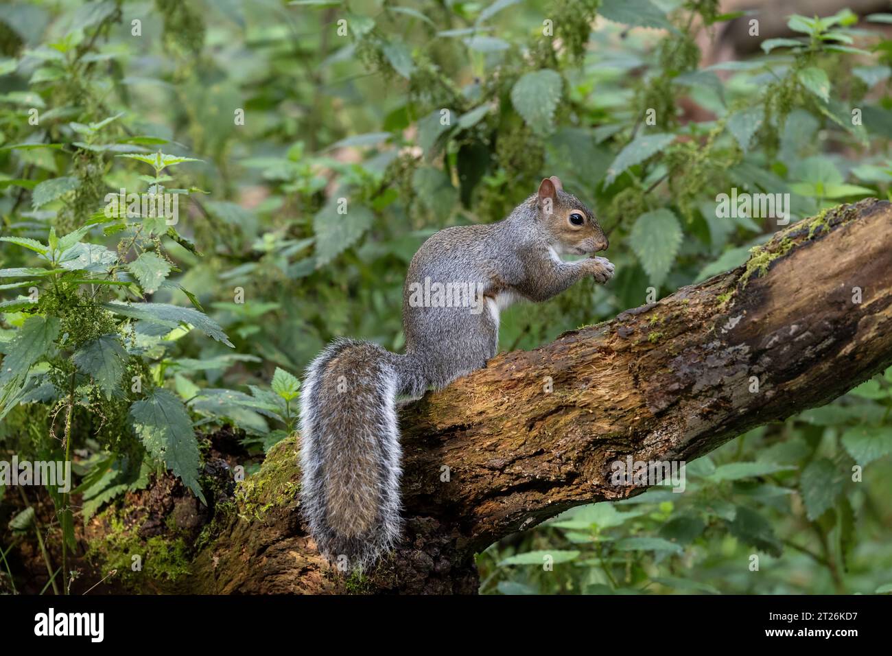 Uno Squirrel Grigio Sciurus carolinensis di profilo seduto su un ramo di albero e mangiato una noce con la sua coda cespugliosa ben esposta Foto Stock