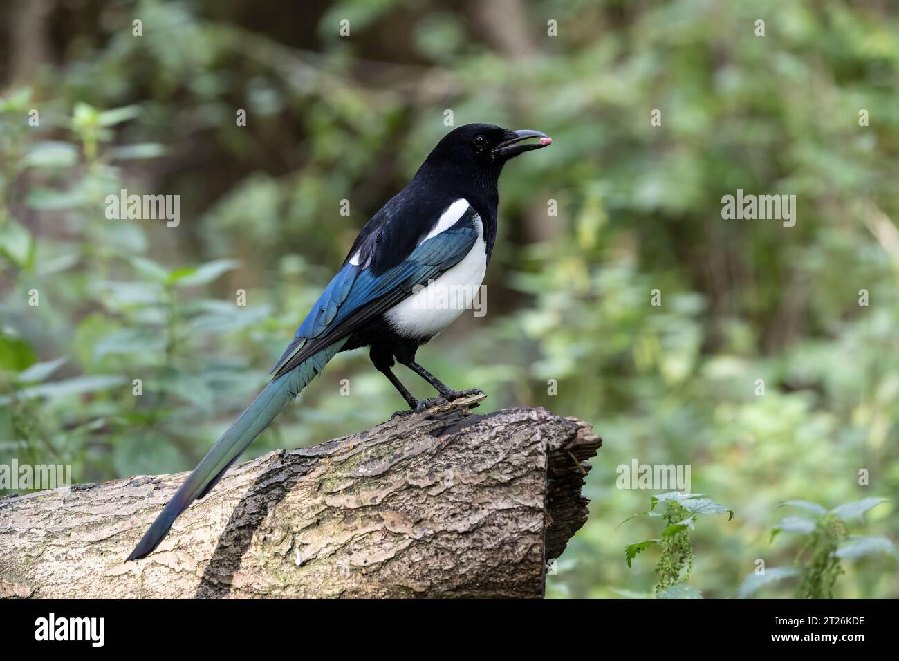 Una Magpie Pica pica eurasiatica appollaiata di profilo su un vecchio ceppo di legno con un pellet di cibo nel suo conto Foto Stock