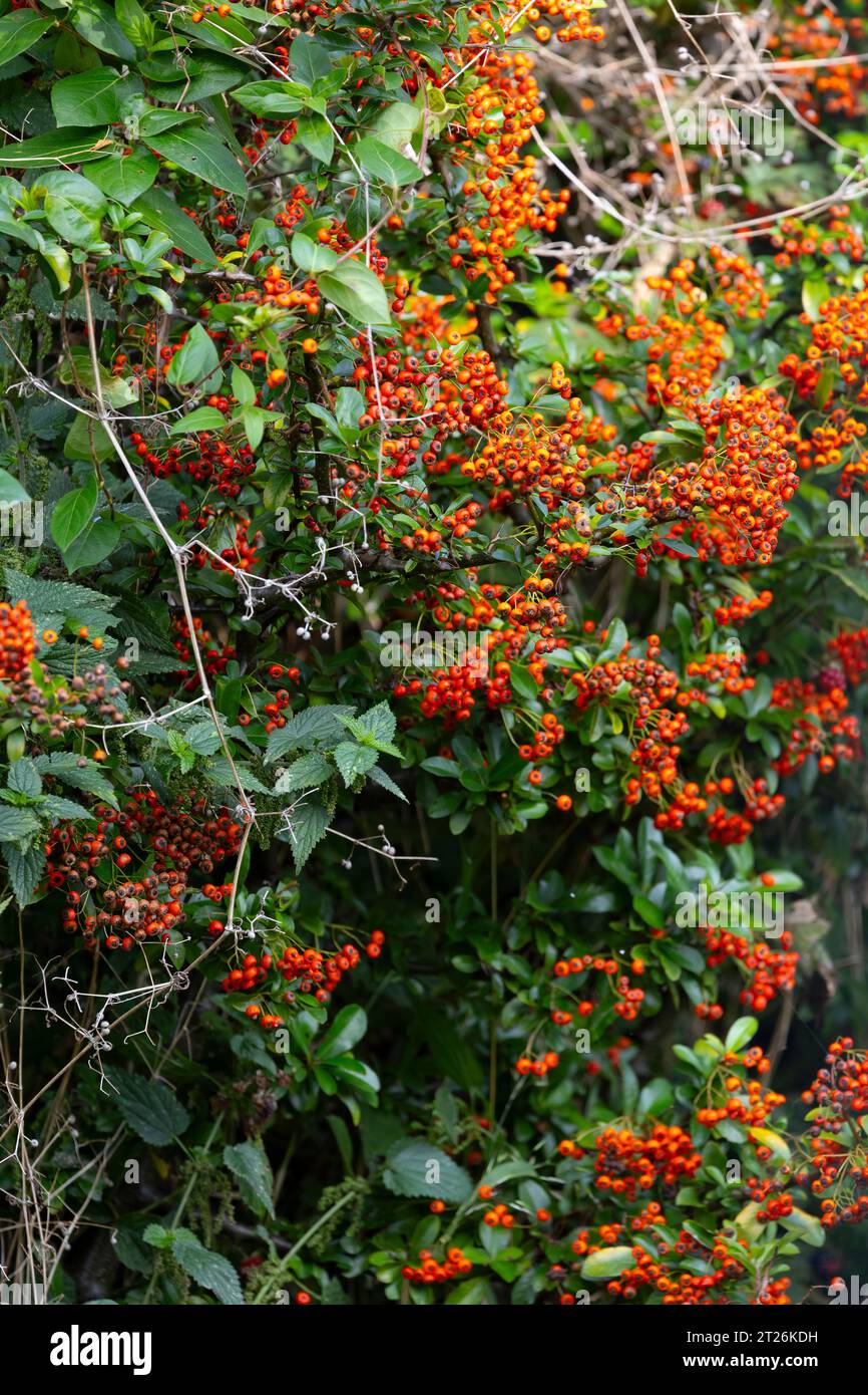Bacche di piracanta (Firethorn) in autunno su un arbusto sempreverde che fornisce un'eccellente siepe e bacche invernali per gli uccelli da giardino Foto Stock