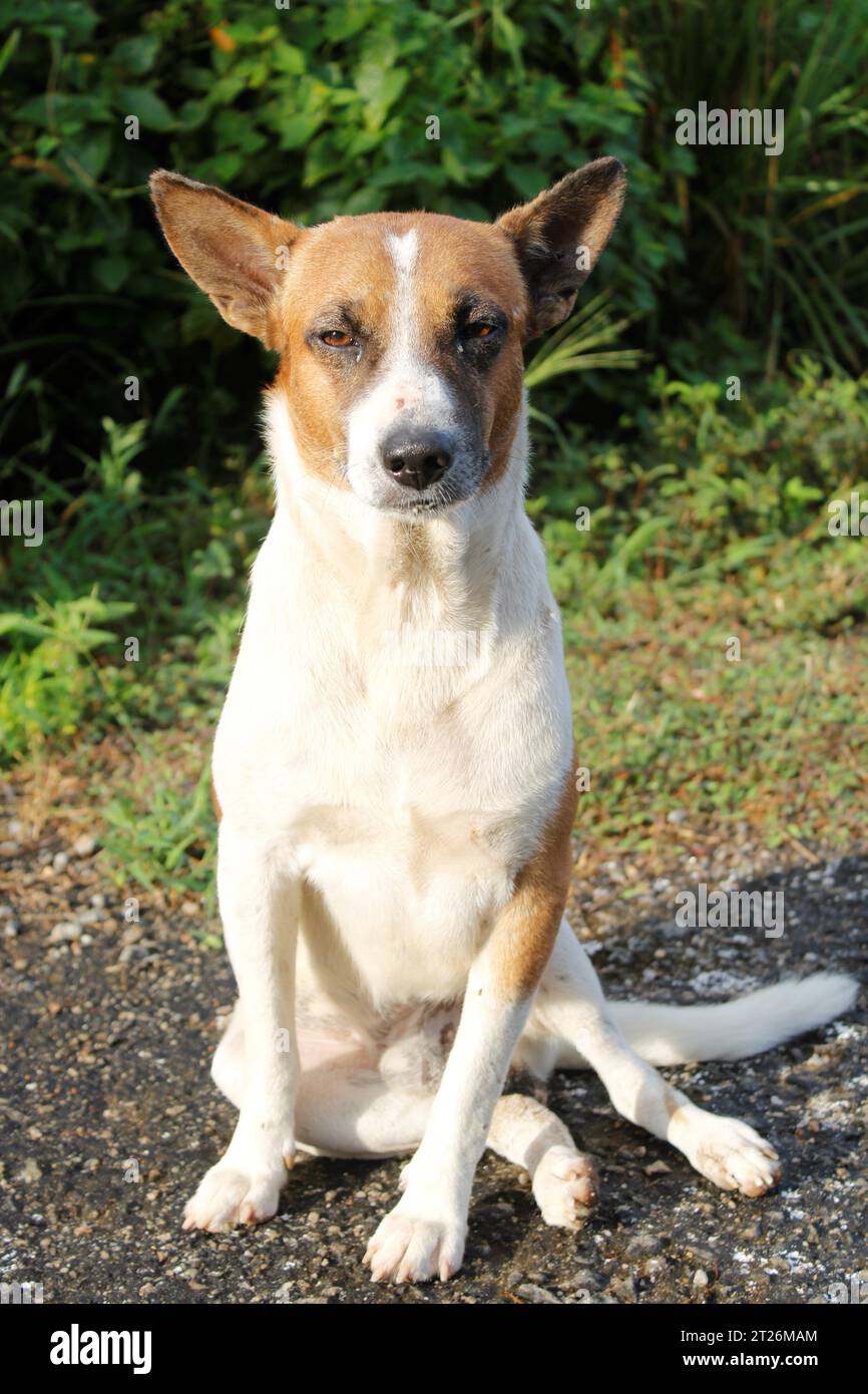Povero Dog che fissa la telecamera Foto Stock
