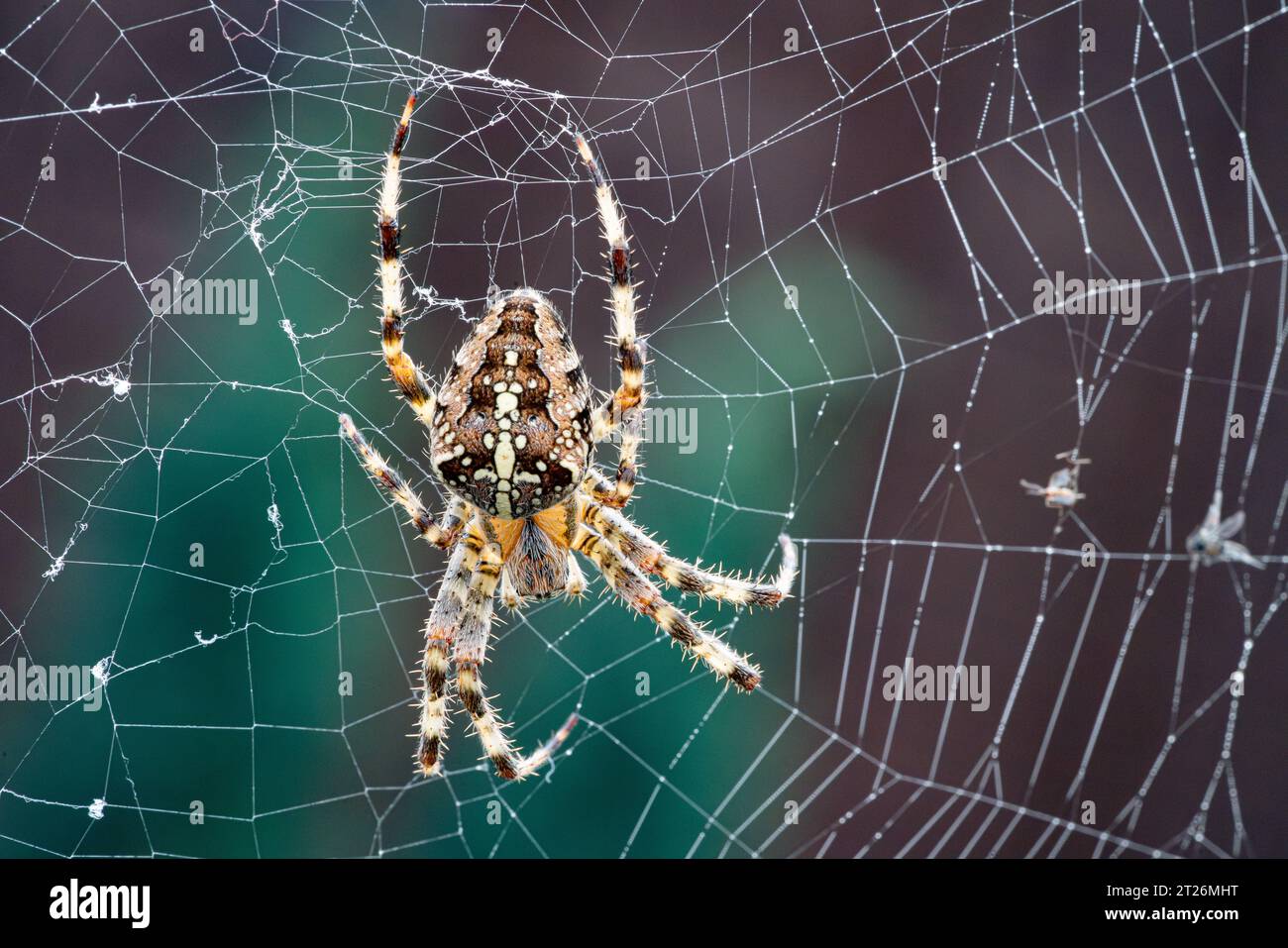 Si tratta di una vista dall'alto del ragno del giardino Araneus diadematus sulla sua rete, con uno sfondo colorato. Foto Stock