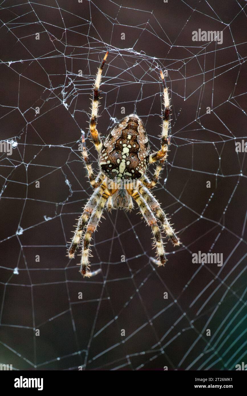 Su uno sfondo marrone, un ragno da giardino Araneus diadematus viene catturato in una macro shot verticale sulla sua ragnatela. Foto Stock