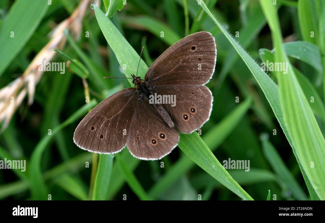 Ringlet Butterfly (Aphantopus hyperantus) adulti che prendono il sole con le ali aperte Potter Heigham, Norfolk, Regno Unito. Luglio Foto Stock