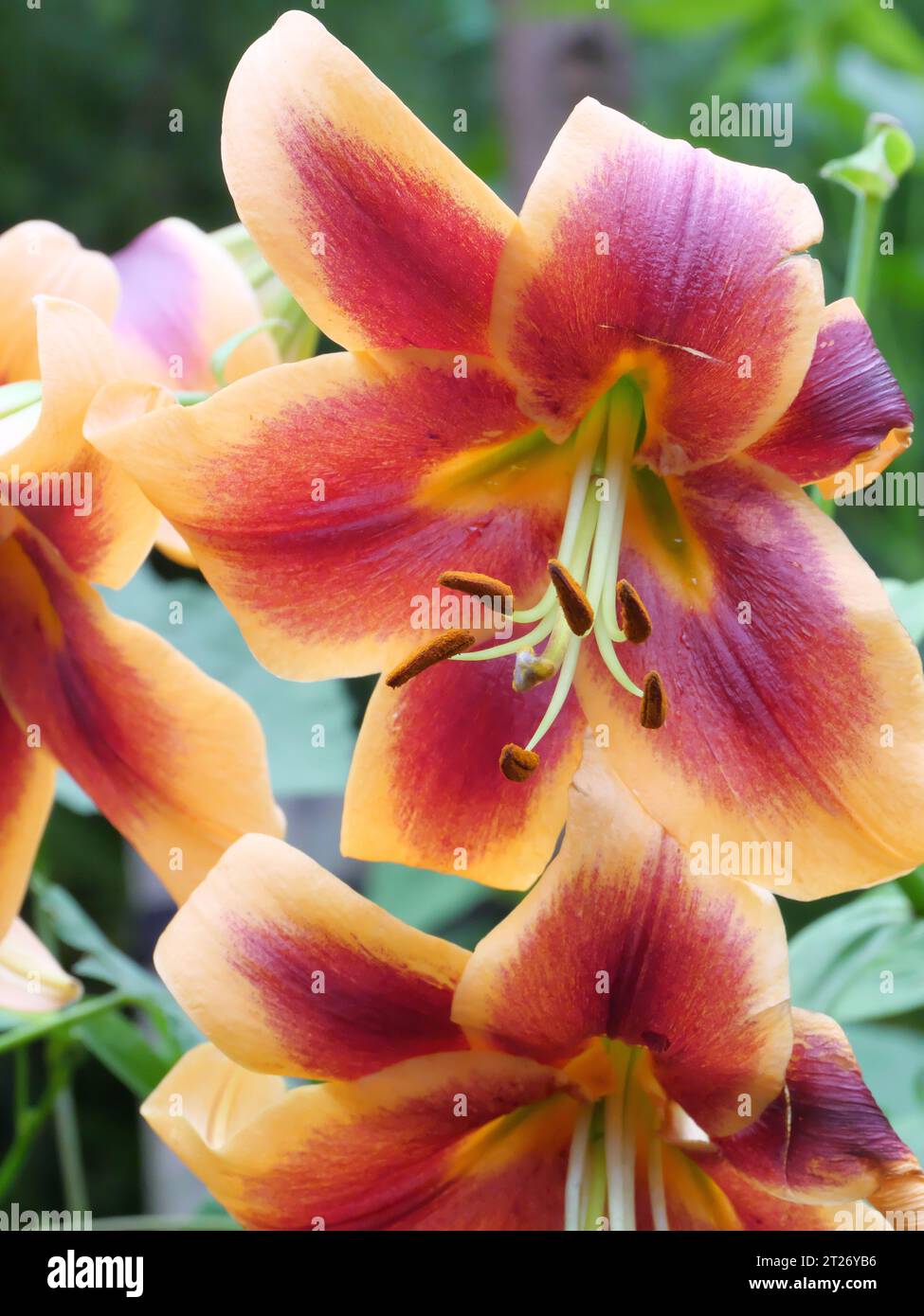 Allegri petali gialli con spruzzo arancione-rosso del Debby Oriental Tree Lily Flower nel Garden of the Eden Project, Bodelva, St Austell, Cornovaglia, Foto Stock