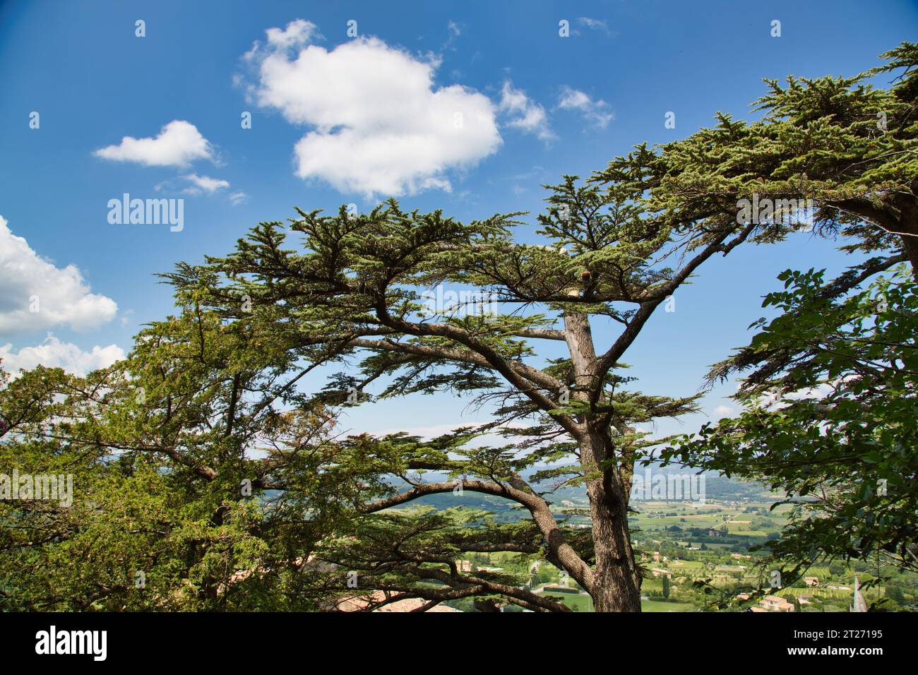 un bell'albero sopra bonnieux Foto Stock