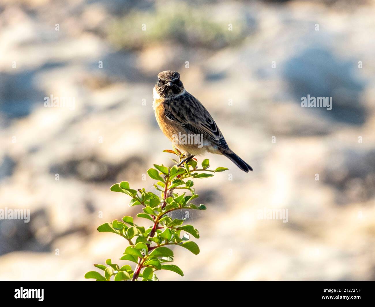 European Stonechat (Saxicola rubicola) Pahos, Cipro Foto Stock