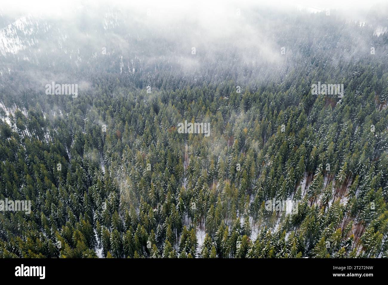 Droni aerei dall'alto verso il basso sorvolano la foresta di abeti rossi e pini invernali. Abeti nella valle nebbiosa delle montagne ricoperta di neve. Fotografia di paesaggi Foto Stock